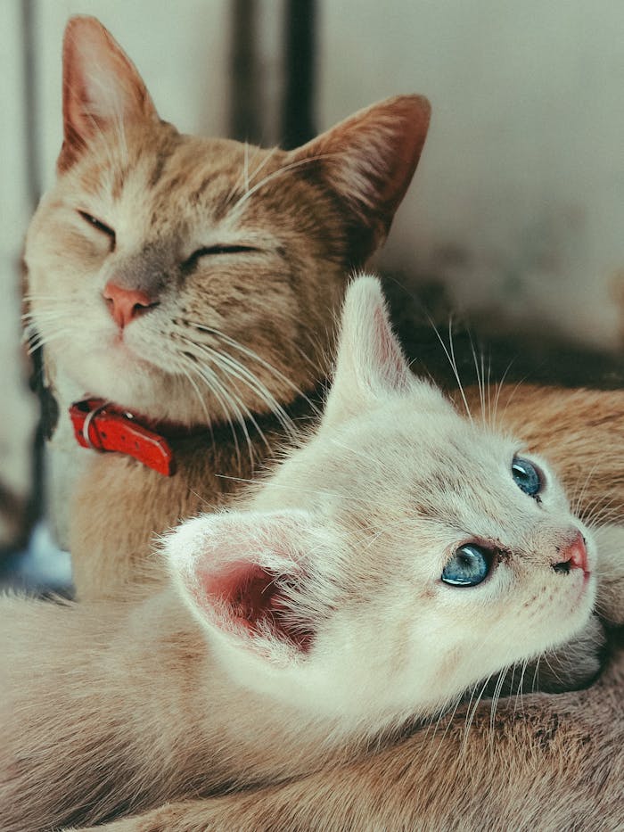 adorable-ginger-cat-and-kitten-relaxing-together-35485744