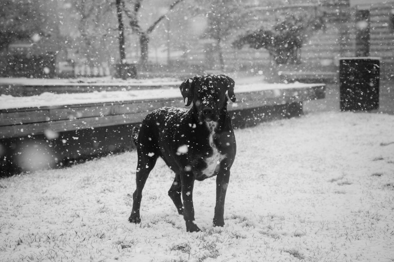 A black dog stands amidst falling snow in a winter park setting.