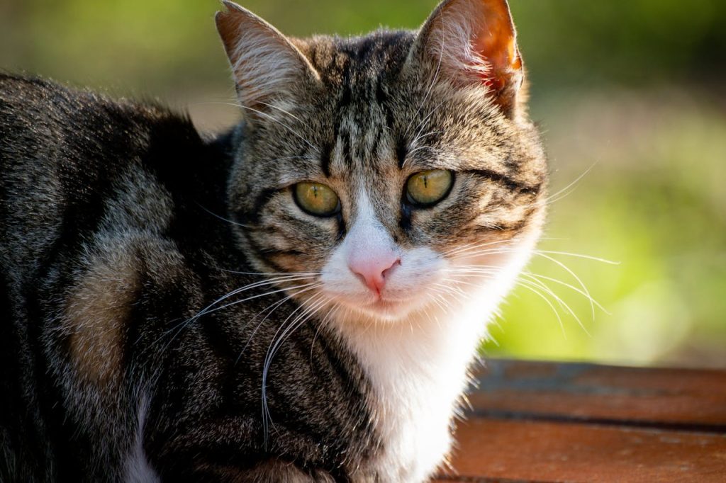 A tabby cat sits attentively on a bench, basking in the sunlight in İstanbul.