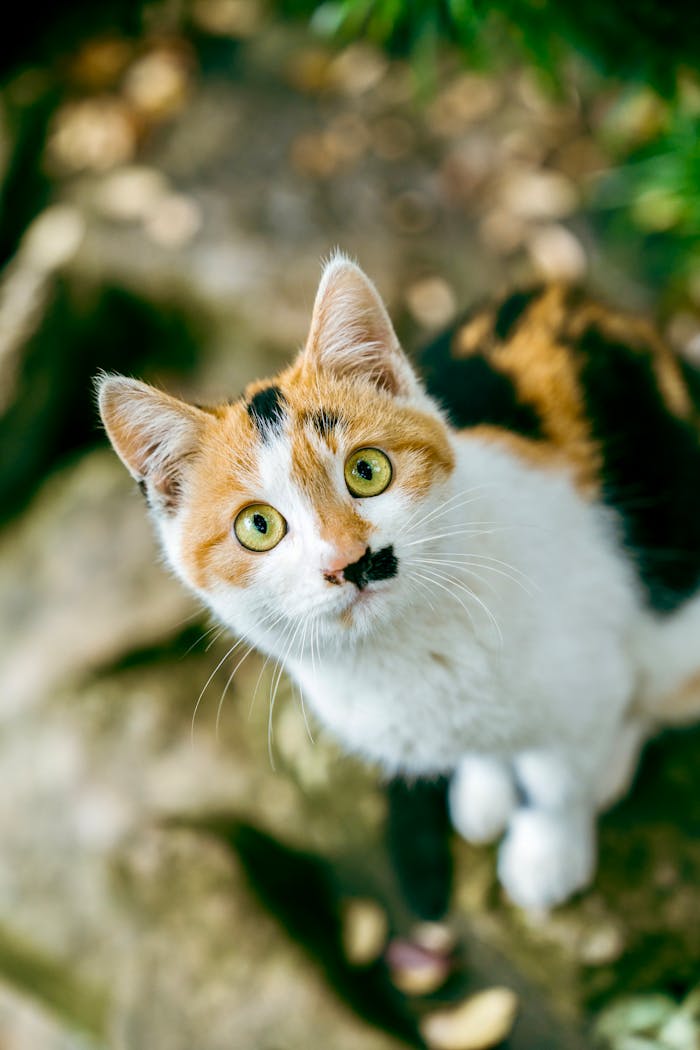 Charming calico cat with bright eyes gazing upwards in a natural setting.