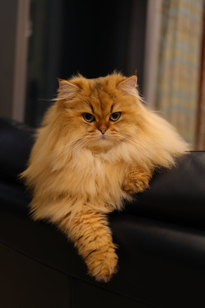 A fluffy Persian cat comfortably lounging on a leather couch indoors, displaying a relaxed posture.