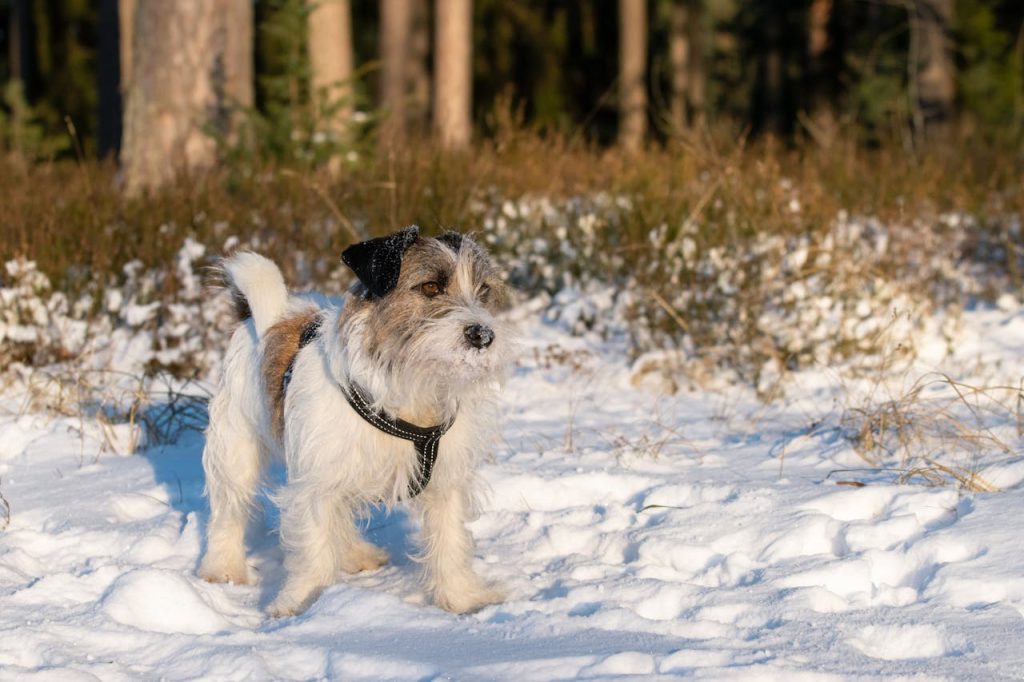 Free stock photo of active, day, dog