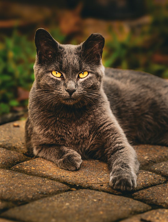 majestic-gray-cat-with-yellow-eyes-relaxing-outdoors-35463110