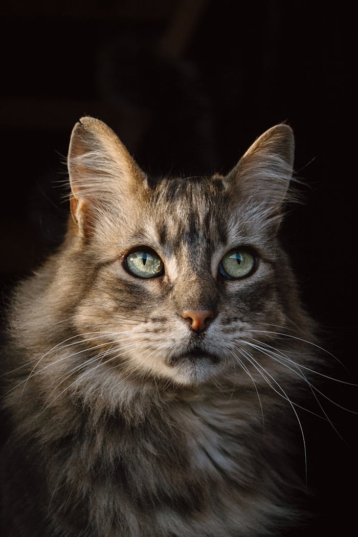 Close-up portrait of a Maine Coon cat with striking green eyes and soft fur, backlit by gentle daylight.